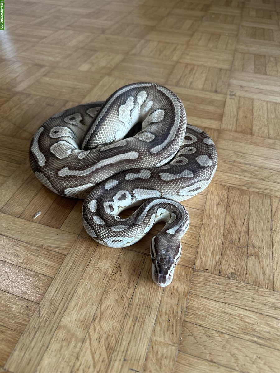 Bild 2: Python regius Butterpastel