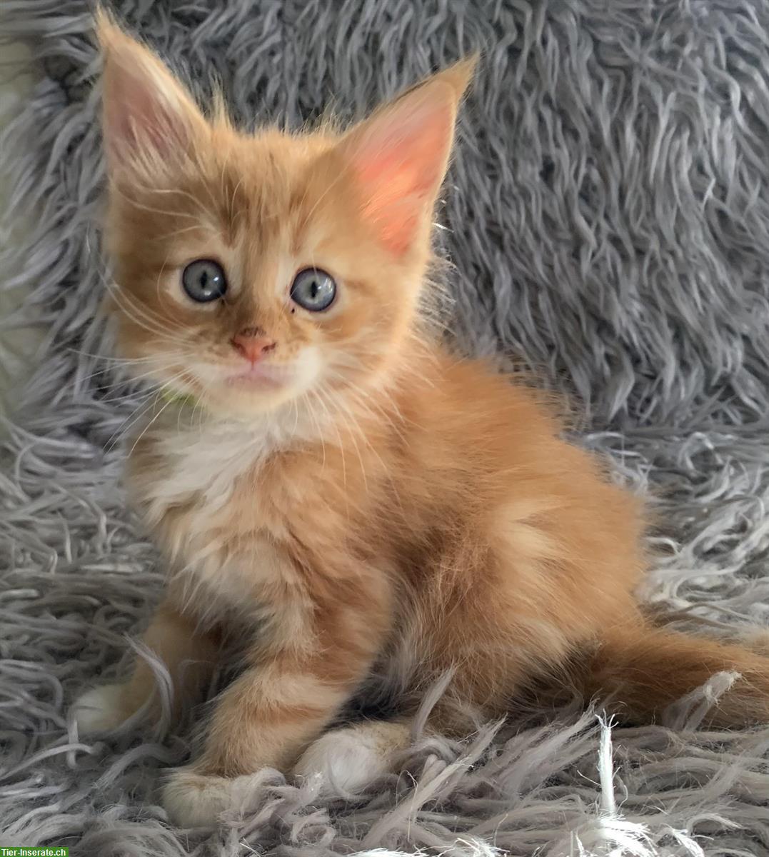 Bild 5: Maine Coon Kitten in verschiedenen Farben