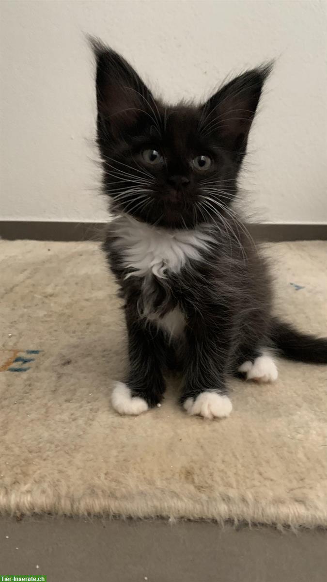 Bild 6: Maine Coon Kitten in verschiedenen Farben