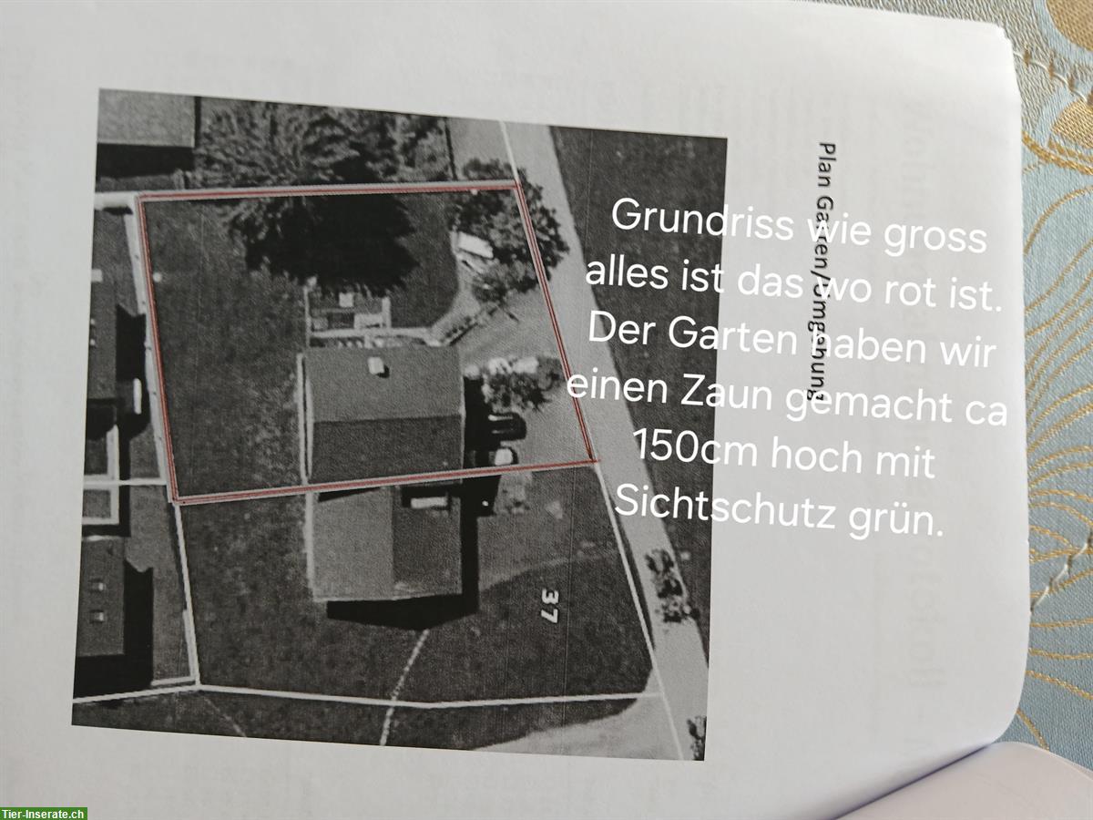 Bild 4: Suchen Nachmieter für 6.5 Zi. Hausteil mit grossem Garten