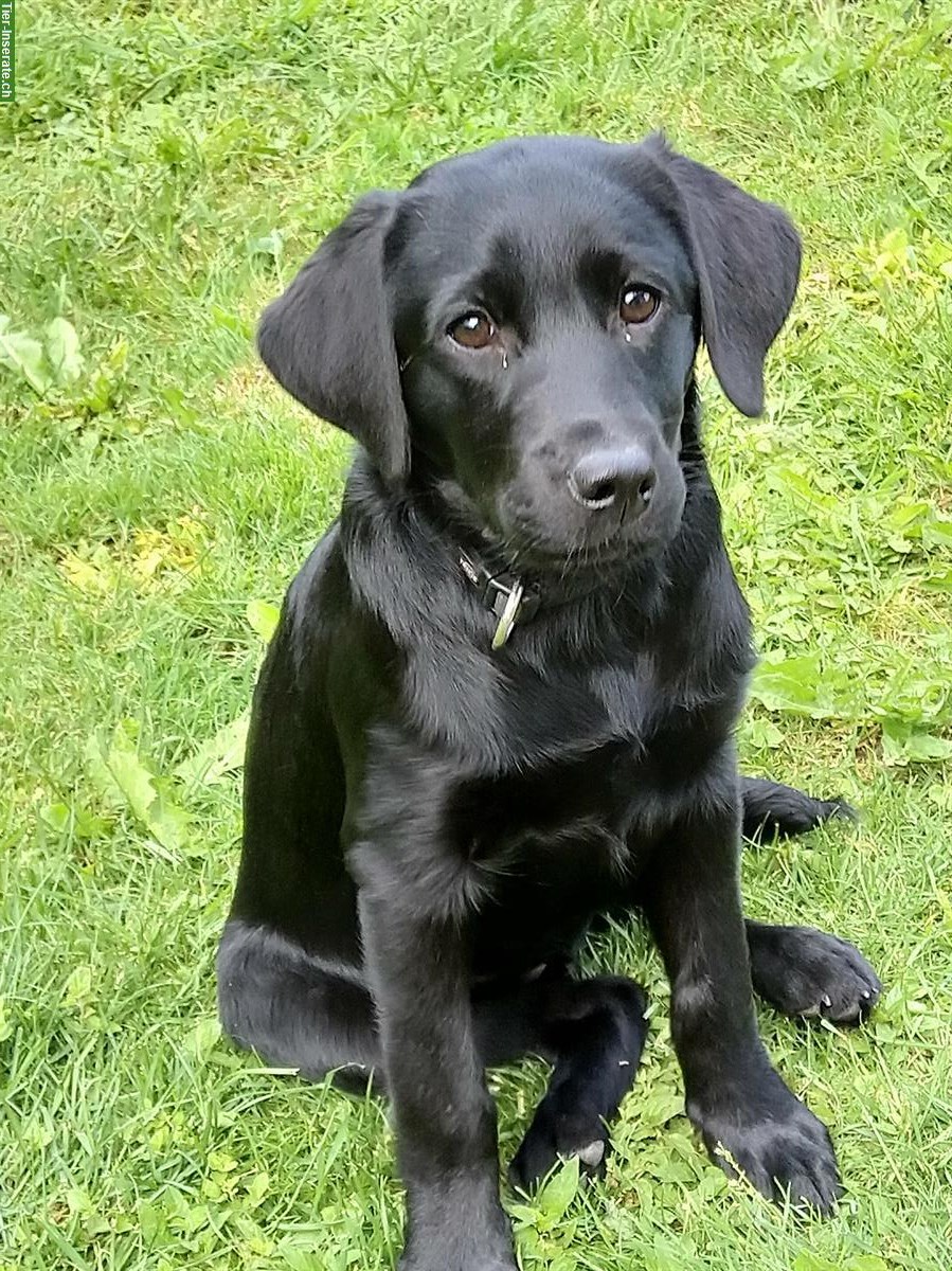 Rassenreine Labrador Welpen