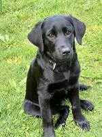 Rassenreine Labrador Welpen, 7 gesunde Zwerge