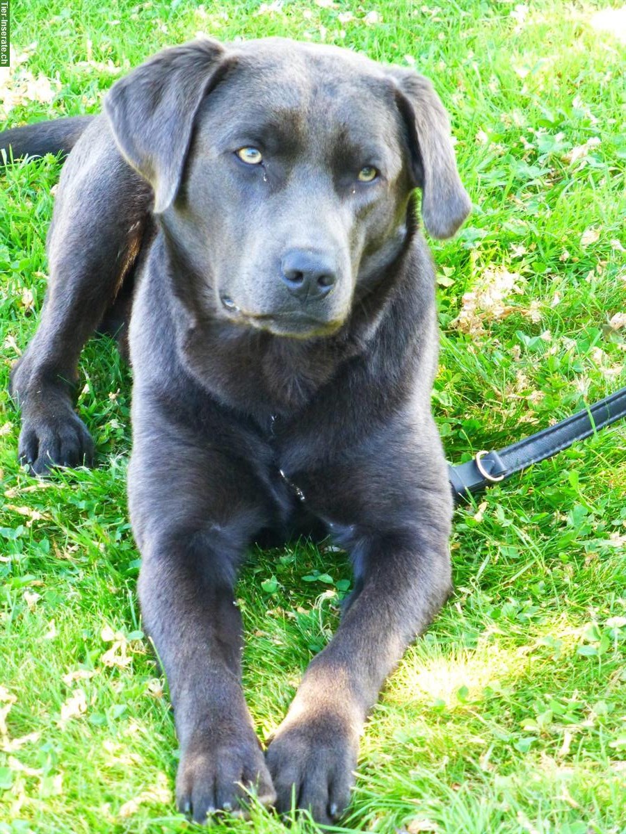 Bild 2: Rassenreine Labrador Welpen