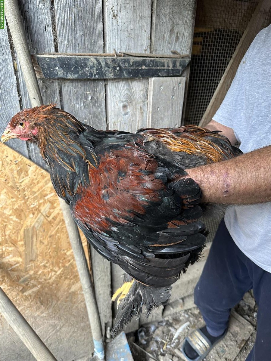 Bild 2: Brahma Hähne suchen ein Zuhause