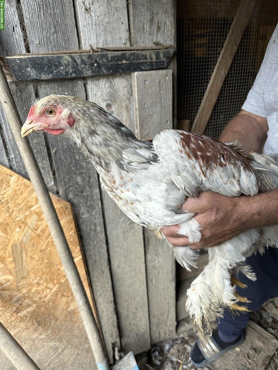 Bild 3: Brahma Hähne suchen ein Zuhause