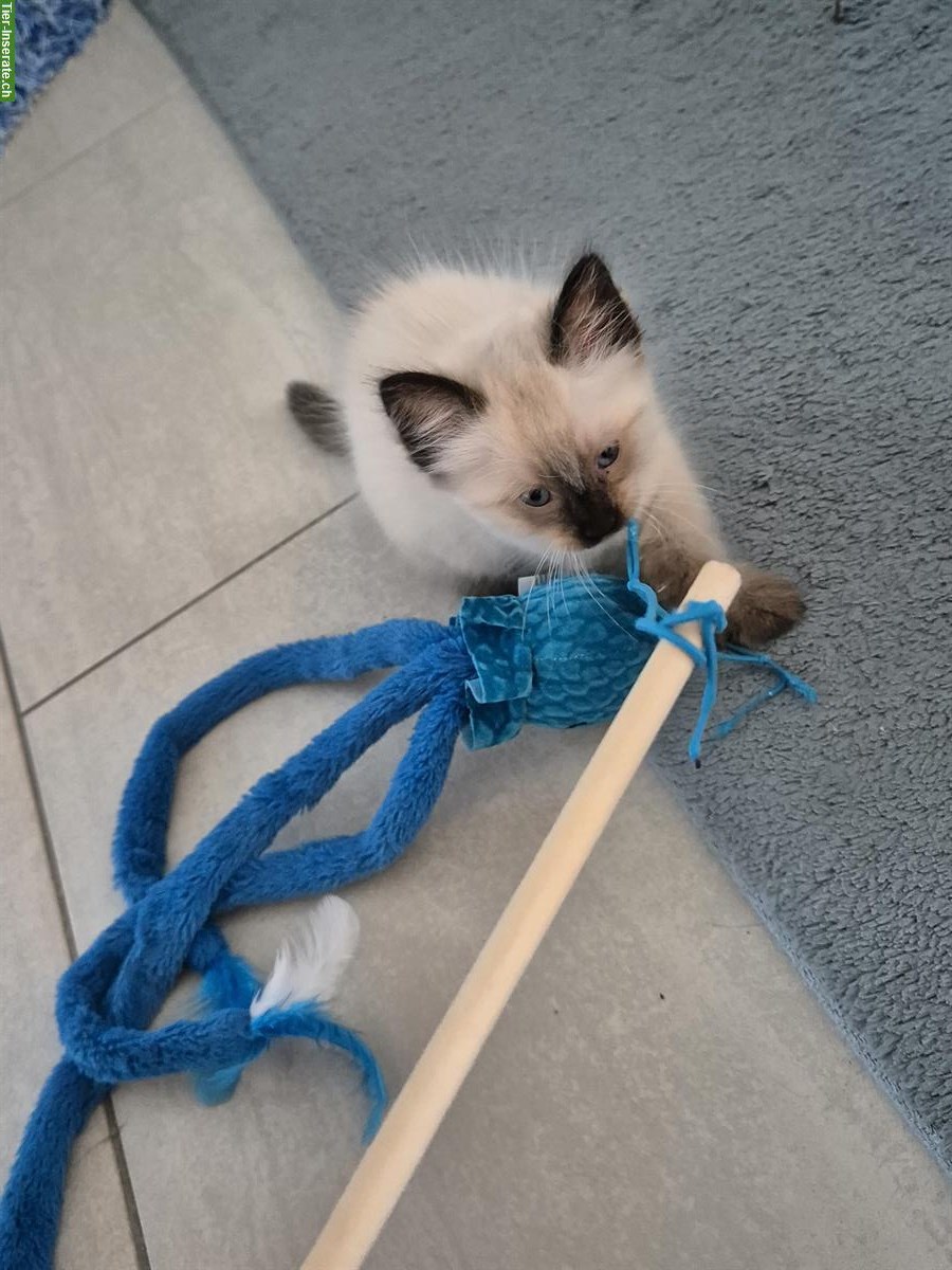 Bild 3: Junger Heilige Birma mix Kater abzugeben