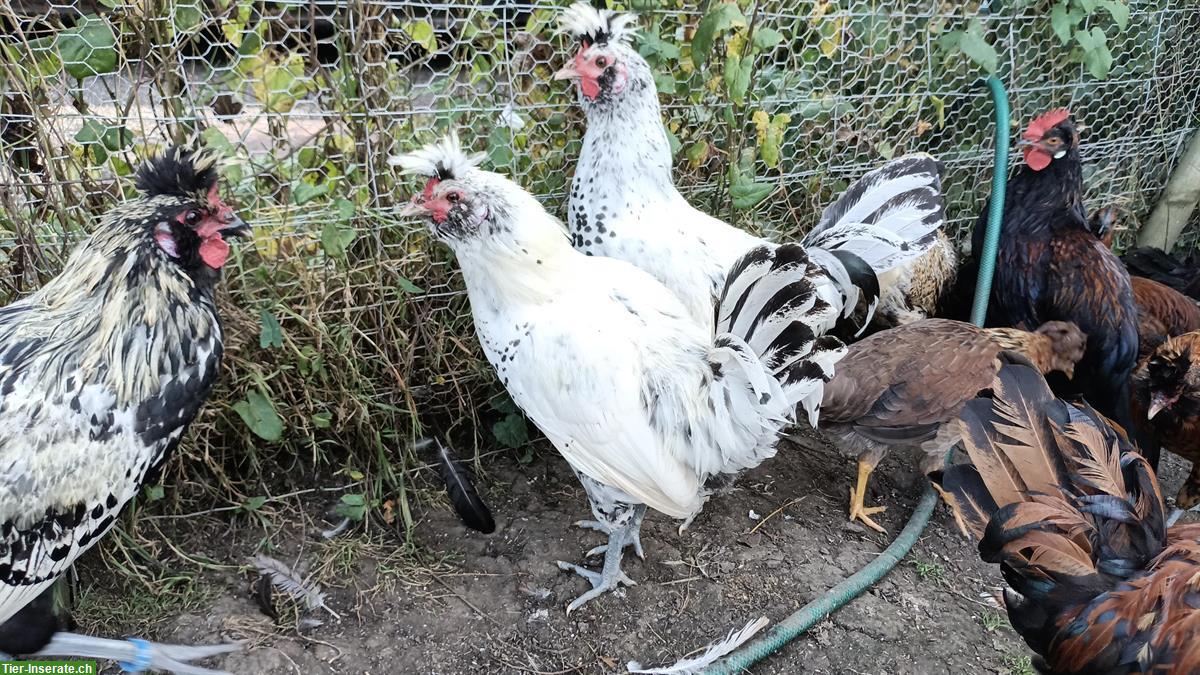 Bild 2: Hahn vom Tirolerhuhn / Appenzeller Spitzhauben