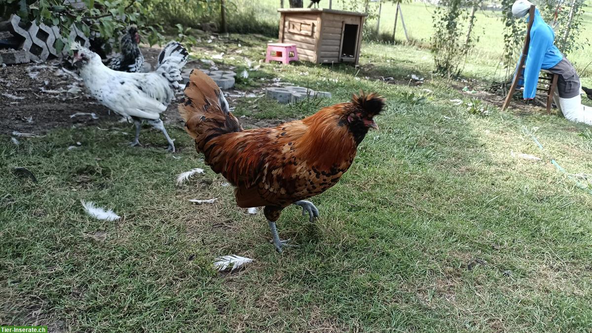 Bild 3: Hahn vom Tirolerhuhn / Appenzeller Spitzhauben