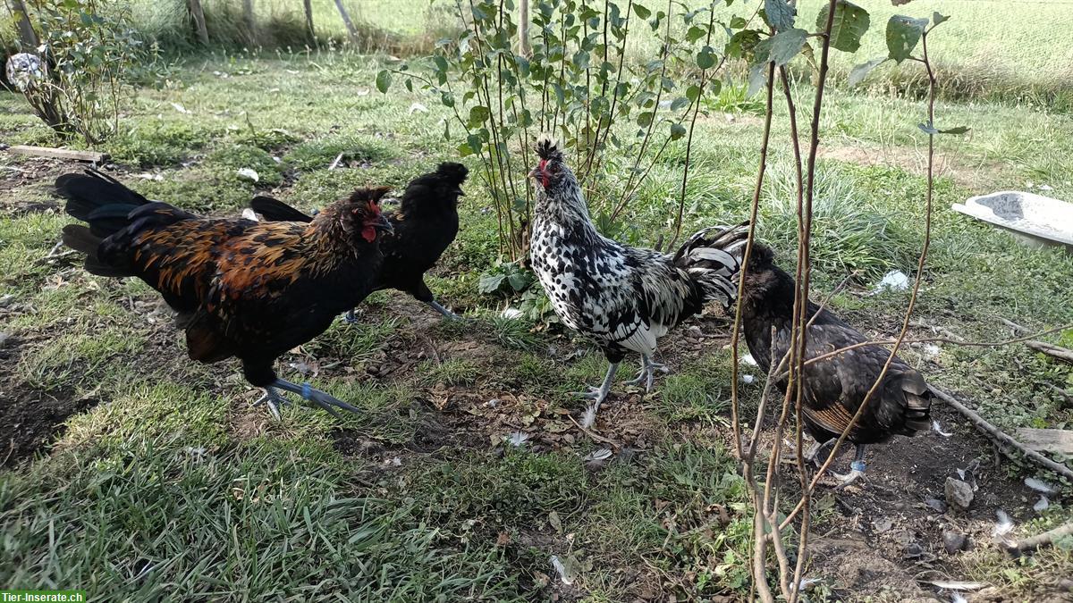 Bild 4: Hahn vom Tirolerhuhn / Appenzeller Spitzhauben