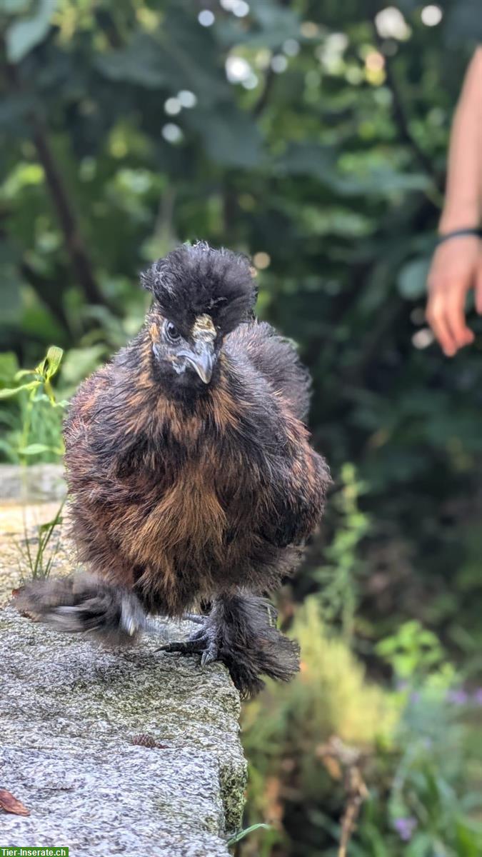 Bild 3: GRATIS: Seidenhuhn Hähne zu verschenken