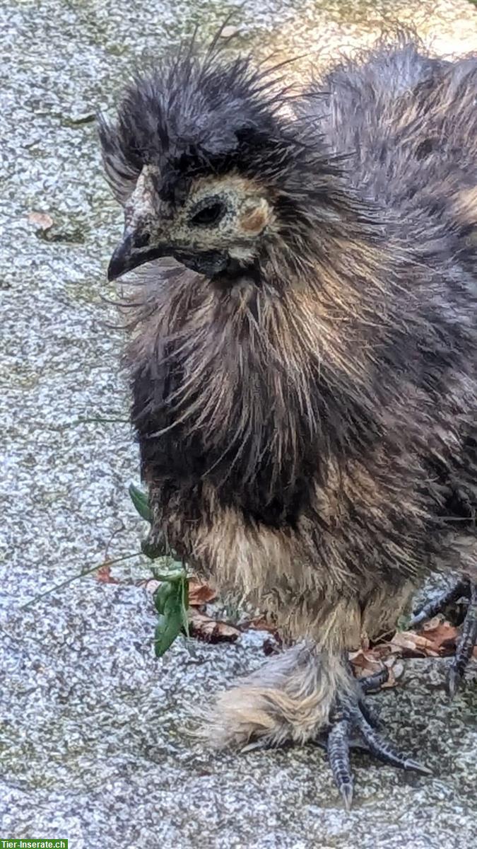 Bild 4: GRATIS: Seidenhuhn Hähne zu verschenken