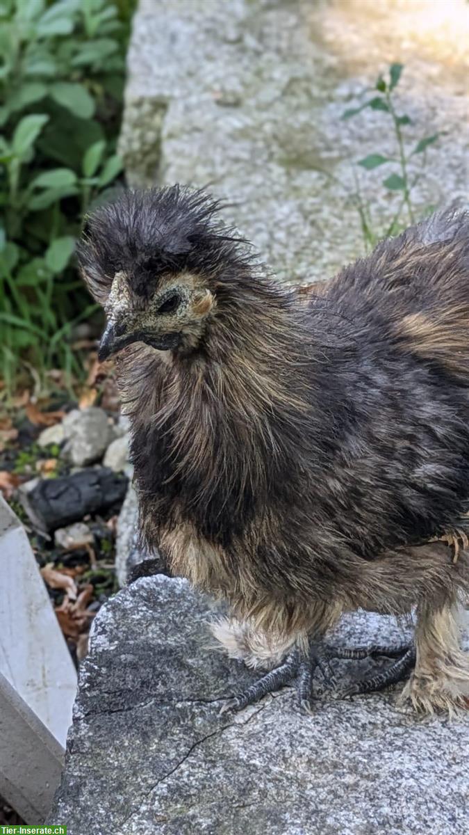 Bild 5: GRATIS: Seidenhuhn Hähne zu verschenken