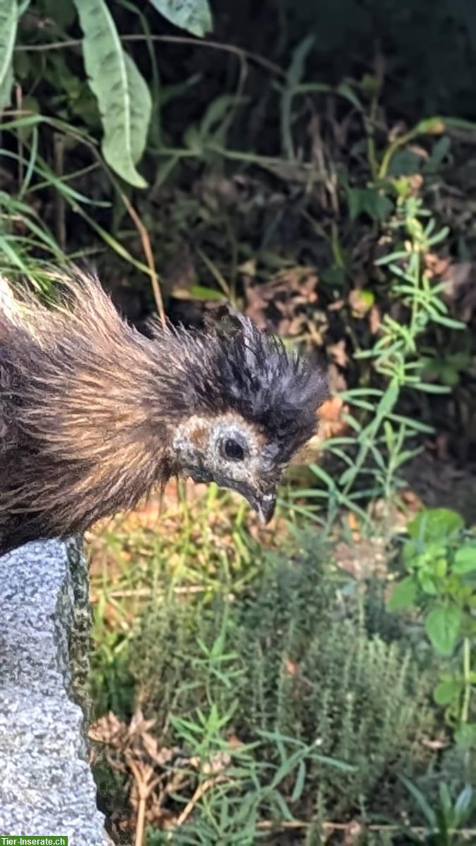 Bild 9: GRATIS: Seidenhuhn Hähne zu verschenken