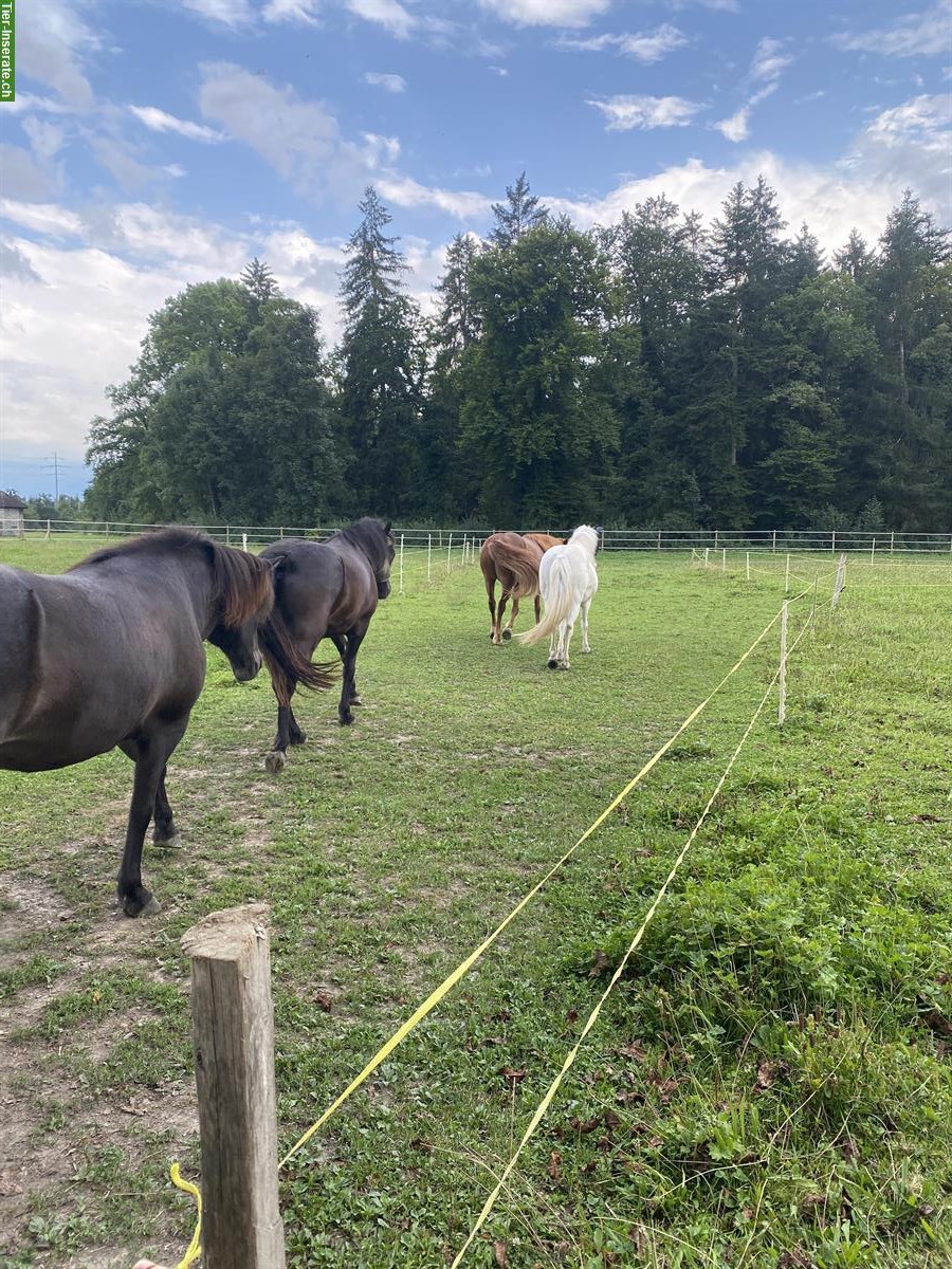 Bild 2: Bieten freie Offenstallplätze in Kiesen BE