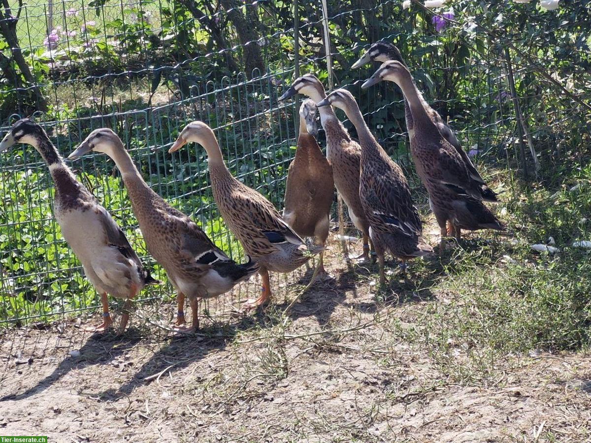 Bild 2: Indische Laufenten Erpel und Weibchen