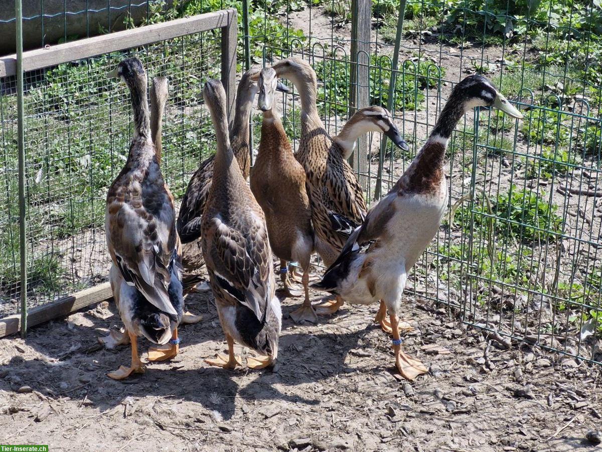 Bild 3: Indische Laufenten Erpel und Weibchen