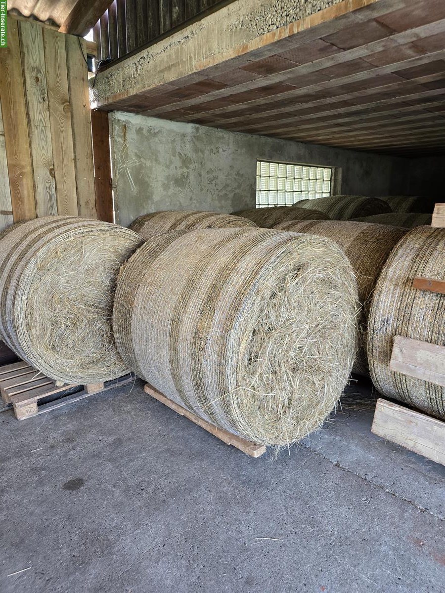 Schönes Pferdeheu in Rundballen zu verkaufen