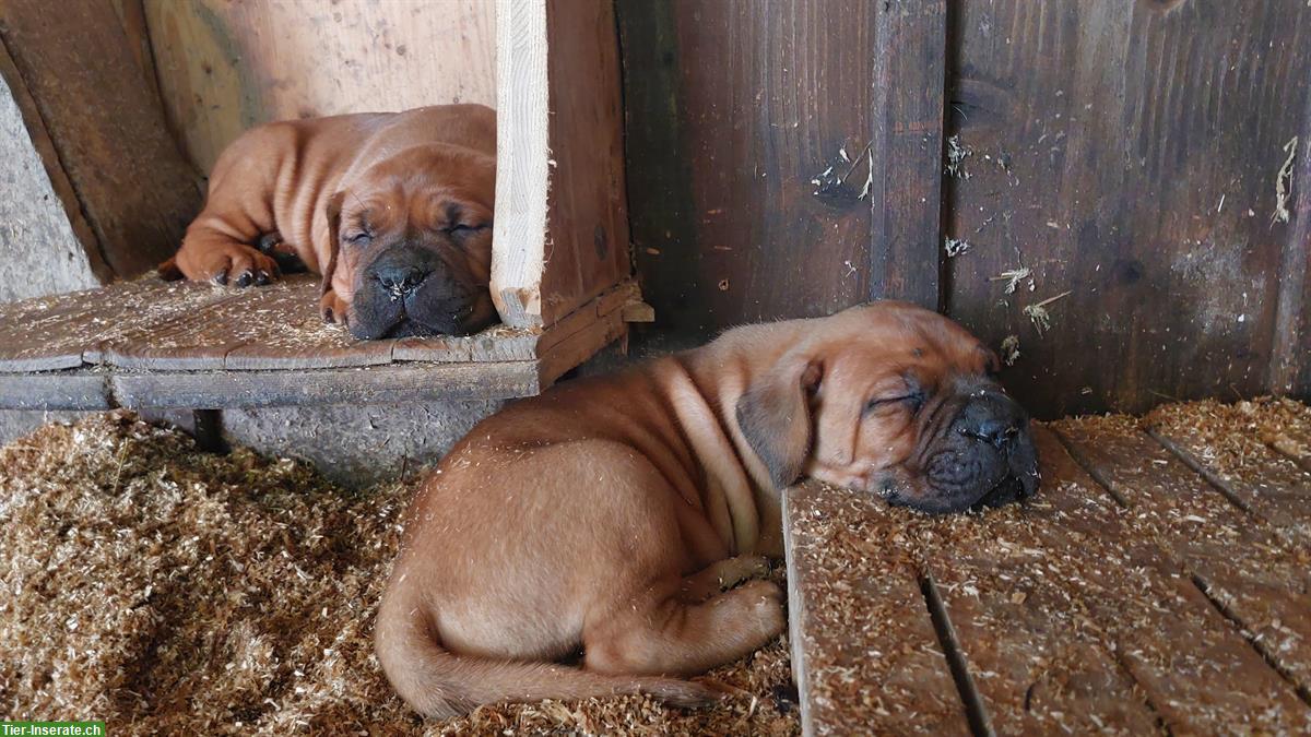 Cane Corso × Bordeaux Doggen Welpen