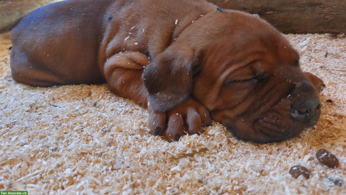 Bild 2: Cane Corso × Bordeaux Doggen Welpen