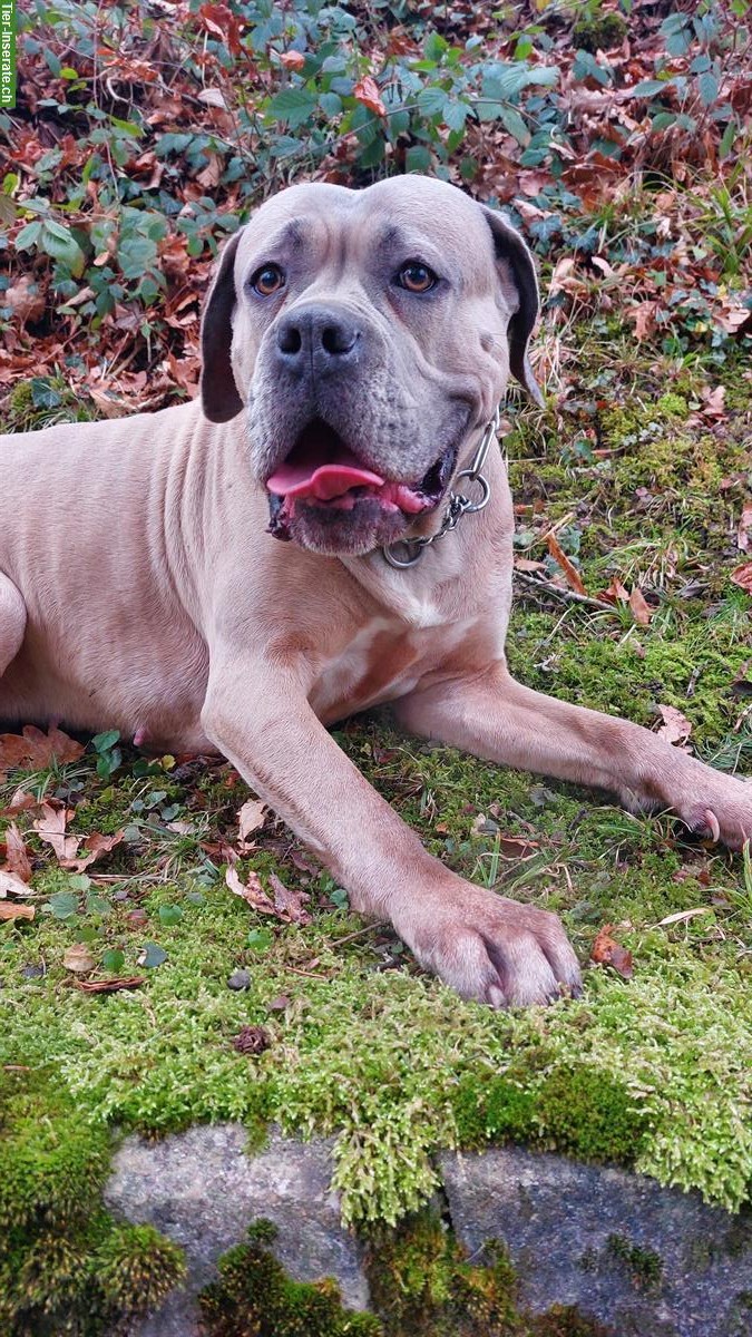 Bild 5: Cane Corso × Bordeaux Doggen Welpen