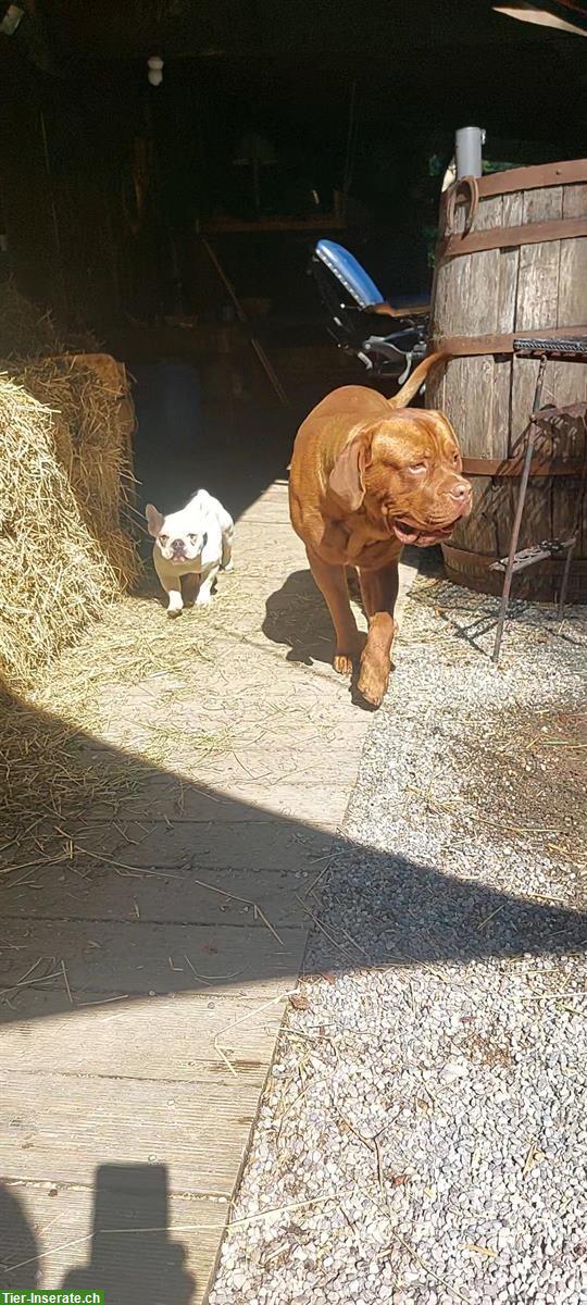 Bild 6: Cane Corso × Bordeaux Doggen Welpen