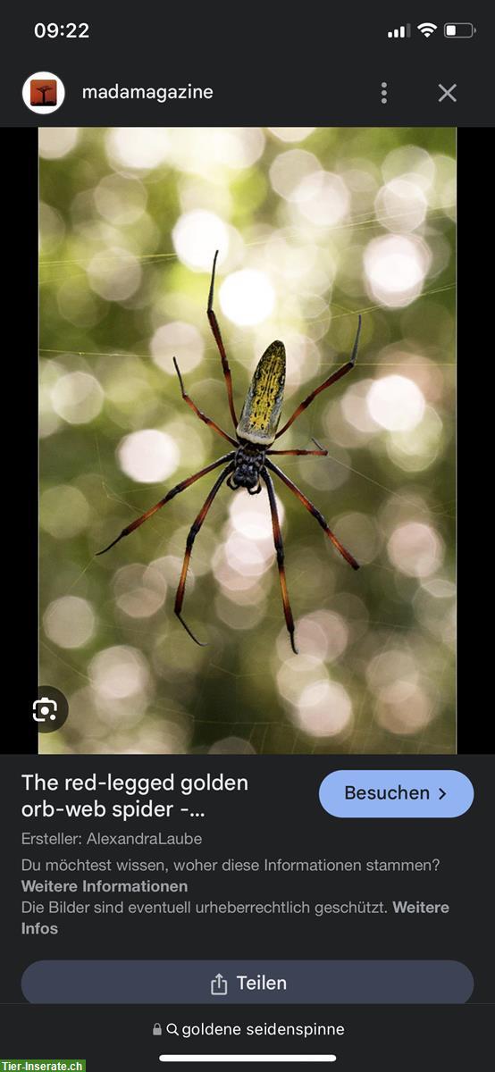 Goldene Seidenspinne, Trichonephila inaurata madagascariensis