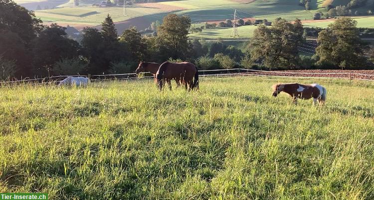 Suche Stallteil oder 2 Auslaufboxen, Region Willisau LU - Huttwil BE