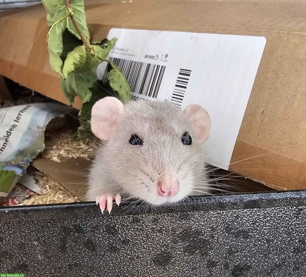 Suchen liebes Ratten Männchen zum Decken