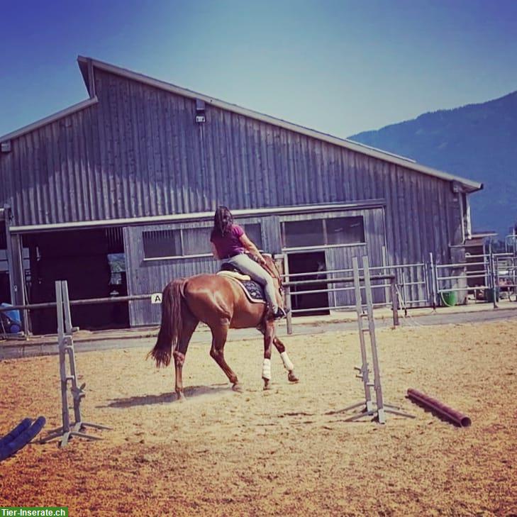 Mobile Reitlehrerin/Reitstunden, individueller Reitunterricht