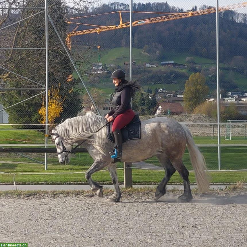 Bild 2: Mobile Reitlehrerin/Reitstunden, individueller Reitunterricht