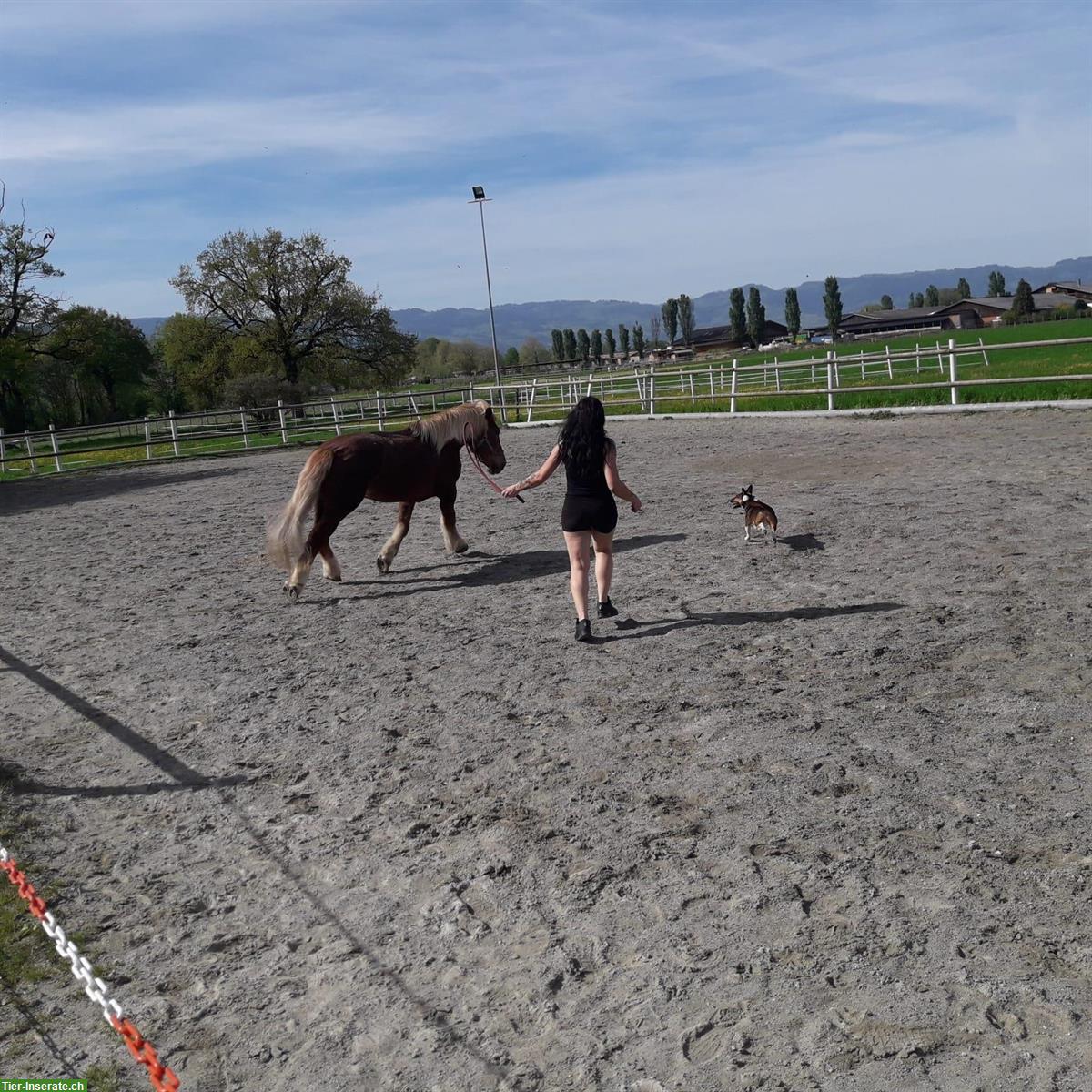 Bild 3: Mobile Reitlehrerin/Reitstunden, individueller Reitunterricht