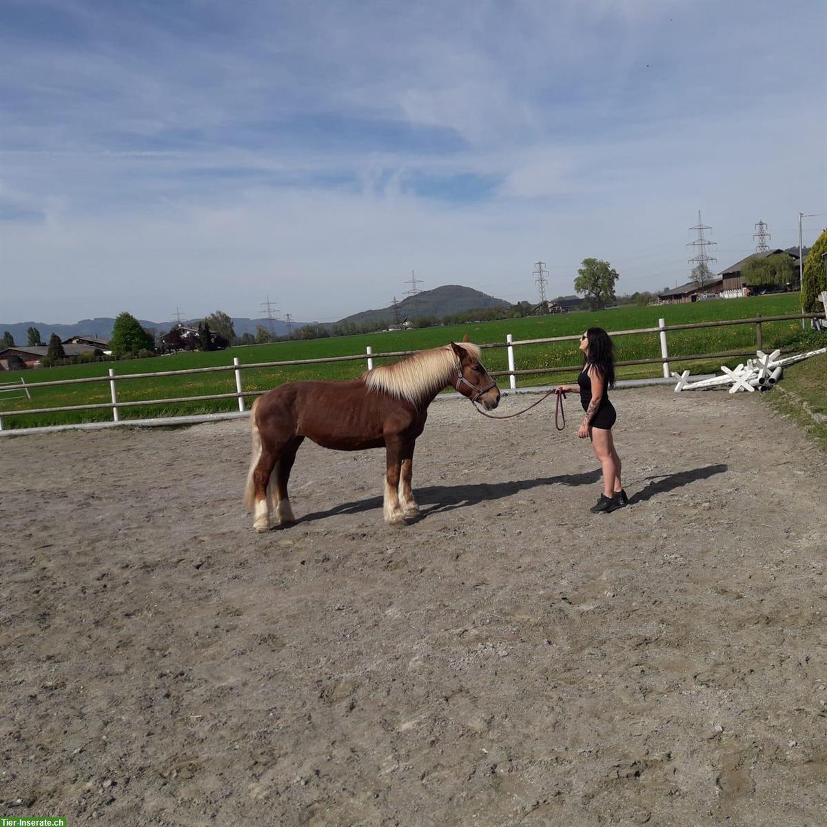 Bild 4: Mobile Reitlehrerin/Reitstunden, individueller Reitunterricht