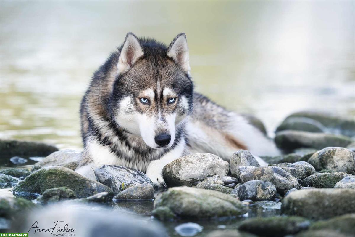 Siberian Husky Deckrüde Mogli