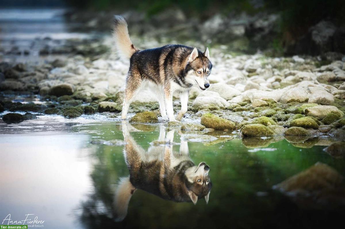 Bild 2: Siberian Husky Deckrüde Mogli