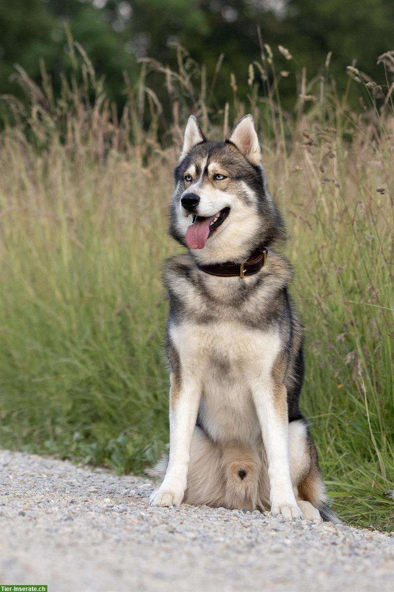 Bild 3: Siberian Husky Deckrüde Mogli