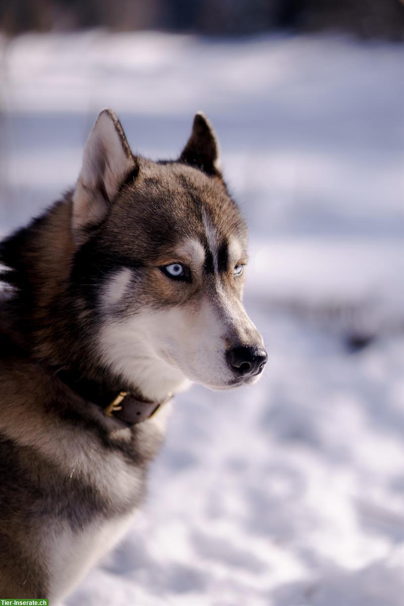 Bild 4: Siberian Husky Deckrüde Mogli