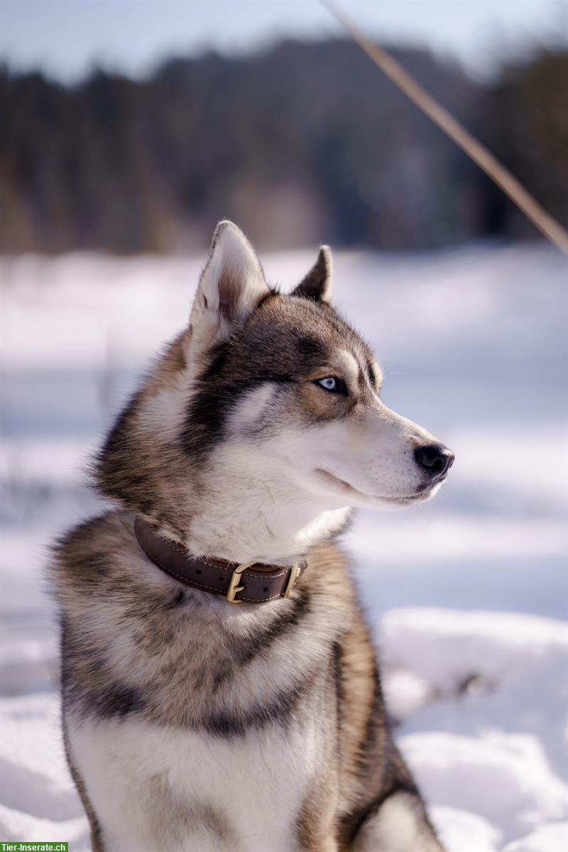 Bild 5: Siberian Husky Deckrüde Mogli