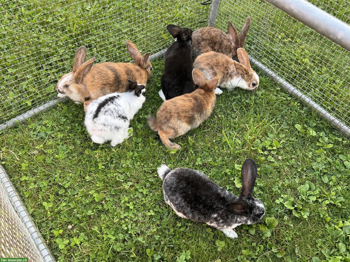 Diverse junge Kaninchen zu verkaufen