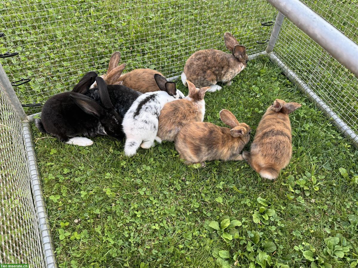 Bild 2: Diverse junge Kaninchen zu verkaufen