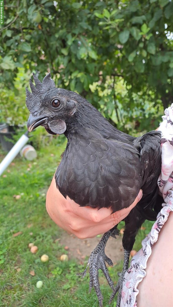 Ayam Cemani Güggeli abzugeben