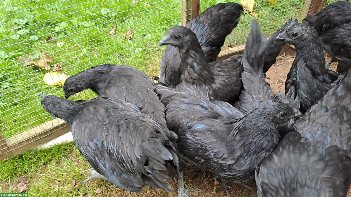 Bild 2: Ayam Cemani Güggeli abzugeben