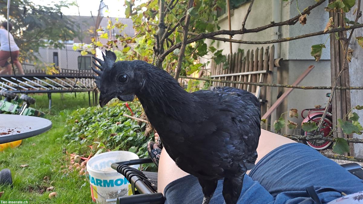 Bild 3: Ayam Cemani Güggeli abzugeben