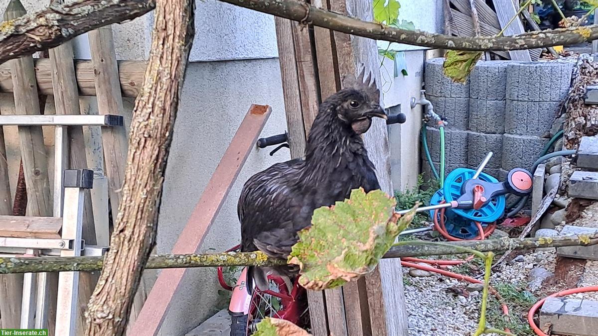 Bild 4: Ayam Cemani Güggeli abzugeben