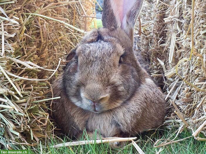 Suche Riesen Kaninchen - biete tollen Lebensplatz!