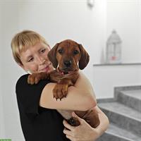 Rhodesian Ridgeback Hündin sucht neues Zuhause