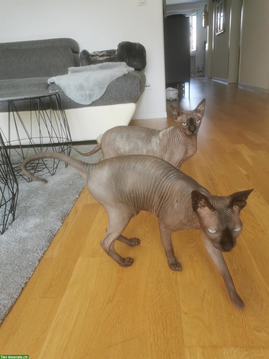 2 Sphynx Katzen suchen ein kinderloses Zuhause