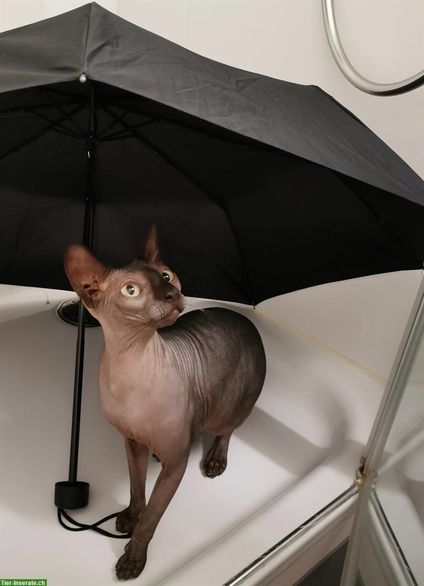 Bild 2: 2 Sphynx Katzen suchen ein kinderloses Zuhause