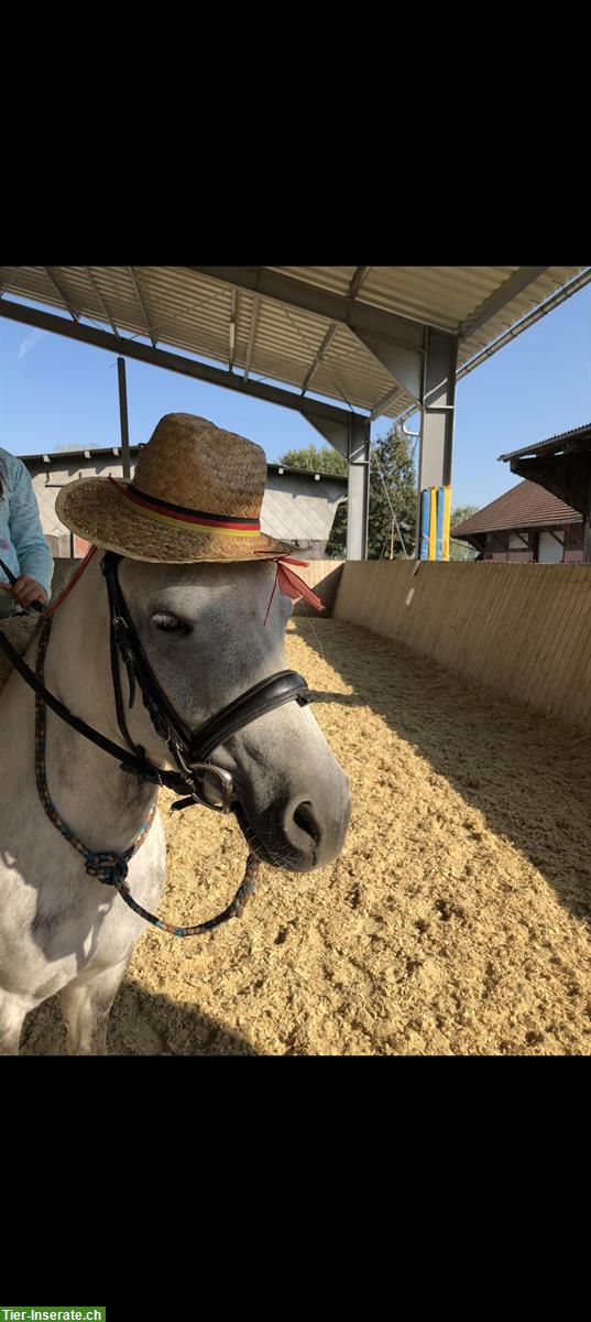 Bild 3: Reitunterricht speziell für Kinder & Jugendliche