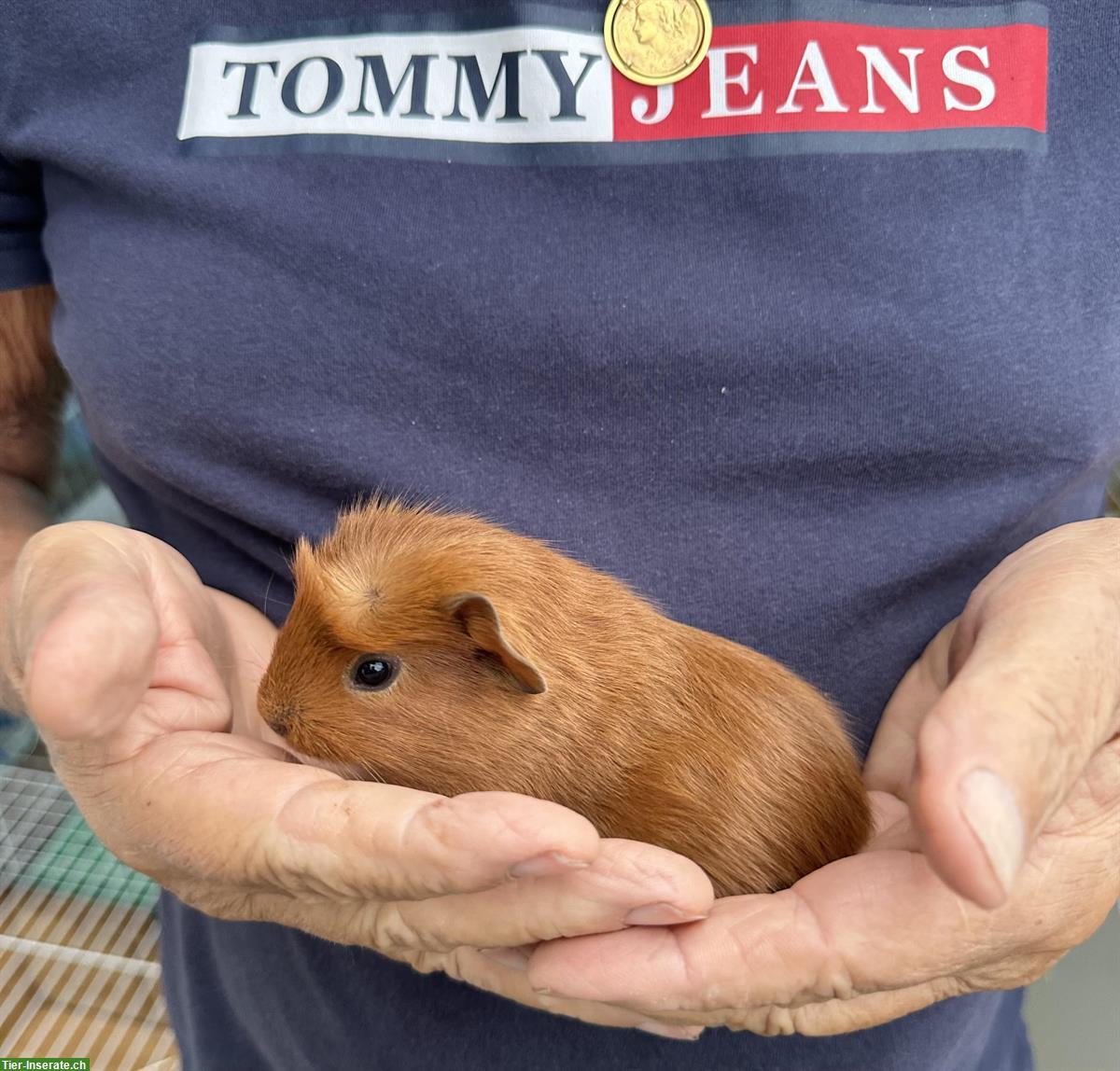 Meerschweinchen Babys, Böckli + Weibchen