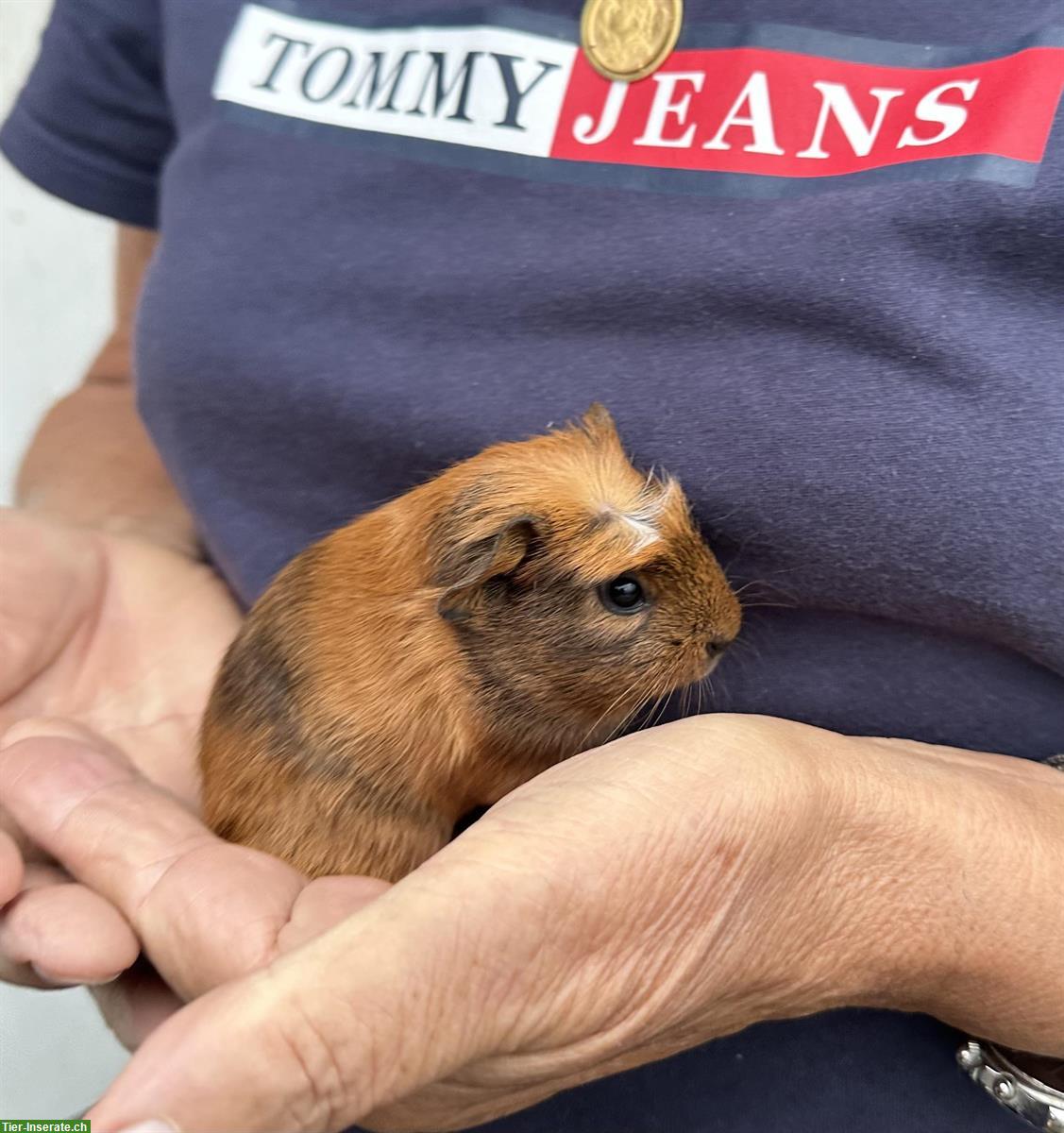 Bild 2: Meerschweinchen Babys, Böckli + Weibchen